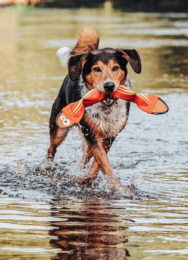 Hunter igrača Aqua Mindelo 52 cm - oranžna