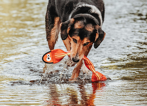 Hunter igrača Aqua Mindelo 52 cm - oranžna