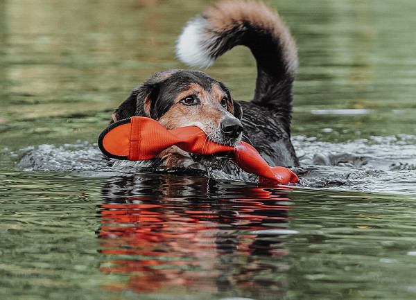 Hunter igrača Aqua Mindelo 52 cm - oranžna